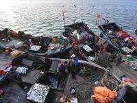 肥美、新鲜！胶州湾海捕青鳞鱼上岸啦