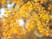 湛山三路美图：天然滤镜，满街摇曳银杏叶