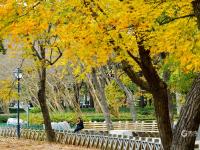 中山公园初冬“彩妆”：每一眼都惊艳