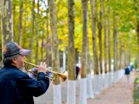 “赏秋秘境”！太平角公园有条“梧桐隧道”