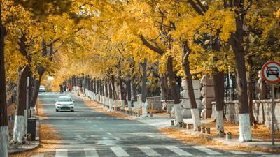 湛山三路美图：天然滤镜，满街摇曳银杏叶