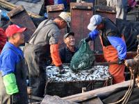 肥美、新鲜！胶州湾海捕青鳞鱼上岸啦