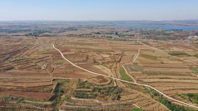 致富“薯”光！北小峨村的地瓜丰收啦|兴农记⑦