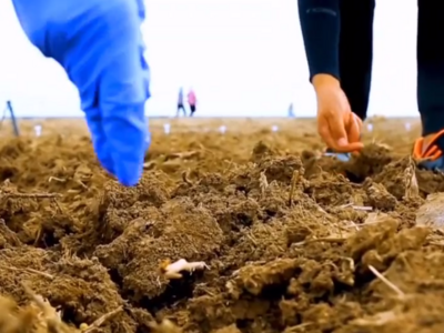 读懂山东｜向植物“杀手”要粮食，为中国豆安上“耐盐芯”