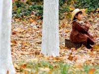 “赏秋秘境”！太平角公园有条“梧桐隧道”