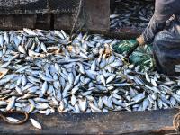 肥美、新鲜！胶州湾海捕青鳞鱼上岸啦