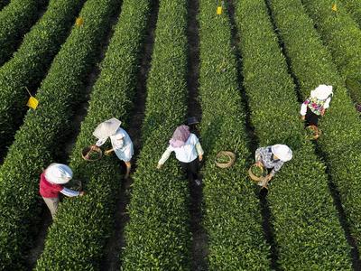 一起关注！中国制茶技艺及其相关习俗今晚申遗