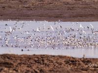 青头潜鸭、大天鹅、黑嘴鸥……白沙河湿地：水鸟天堂