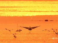 青头潜鸭、大天鹅、黑嘴鸥……白沙河湿地：水鸟天堂