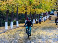 错过等一年，超美落叶季即将下线