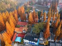 晨光、层林、乡烟……这样的北九水你见过吗