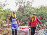 “宝藏水果”扎堆熟！胶州铺集镇“一村一品”采摘镜头来了