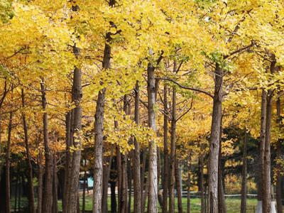 秋天的N种颜色丨赏“油画级”秋景？你可以永远相信百花苑