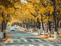 湛山三路美图：天然滤镜，满街摇曳银杏叶