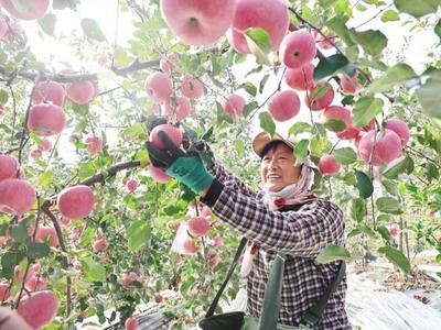 栖霞苹果迎来丰收季，品质好于往年，销售价格同比上涨1元/斤