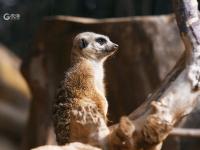 萌得一脸！野生动物世界实拍：细尾獴扎堆晒太阳