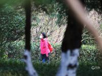 家门口的“天然氧吧” 实拍植物园初冬之美