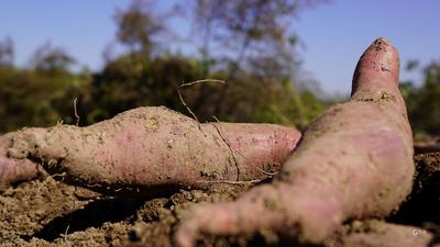 致富“薯”光！北小峨村的地瓜丰收啦|兴农记⑦