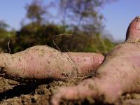 致富“薯”光！北小峨村的地瓜丰收啦|兴农记⑦