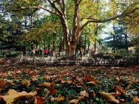 健身、漫步、留影……海泊河公园秋韵浓郁