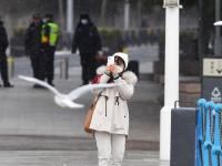 冬日栈桥：人鸥互动，镜头很“治愈”