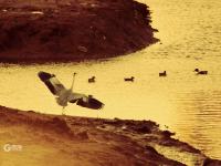 又见“老友”！青岛海滨湿地迎来“最美赏鸟季”