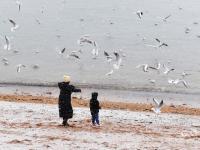 冬日栈桥：人鸥互动，镜头很“治愈”