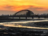 又见“老友”！青岛海滨湿地迎来“最美赏鸟季”