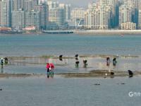 海螺、蛤蜊、蛏子……唐岛湾喊你赶海+观景