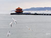 冬日栈桥：人鸥互动，镜头很“治愈”