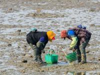 海螺、蛤蜊、蛏子……唐岛湾喊你赶海+观景
