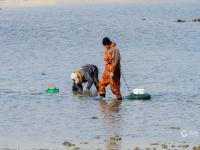 海螺、蛤蜊、蛏子……唐岛湾喊你赶海+观景