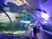 青岛海底世界实拍：免票政策将结束，速来“薅羊毛”