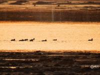 又见“老友”！青岛海滨湿地迎来“最美赏鸟季”