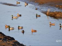 又见“老友”！青岛海滨湿地迎来“最美赏鸟季”