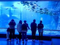 青岛海底世界实拍：免票政策将结束，速来“薅羊毛”