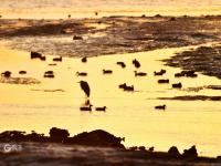 又见“老友”！青岛海滨湿地迎来“最美赏鸟季”