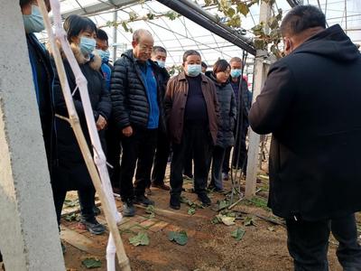 大学教授来到田间地头，给农民传授先进培育技能