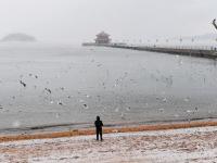冬日栈桥：人鸥互动，镜头很“治愈”