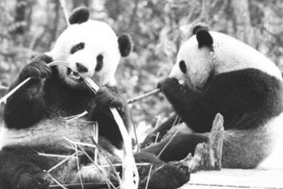 大熊猫“团团”病理解剖报告出炉，原发性脑瘤为主因