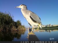 致敬！国际志愿者日：他们用爱守护湿地
