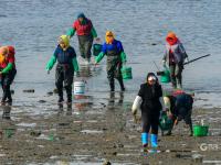 海螺、蛤蜊、蛏子……唐岛湾喊你赶海+观景