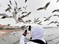 冬日栈桥：人鸥互动，镜头很“治愈”