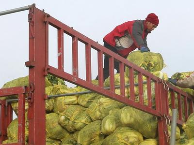 走，去平度争购白菜大葱！青岛公益组织“爱心助农”，买20吨蔬菜送独居老人