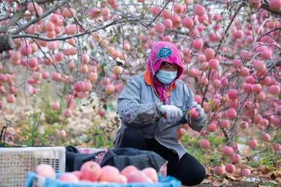 莱西：苹果飘香迎丰收
