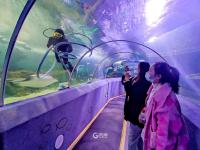 青岛海底世界实拍：免票政策将结束，速来“薅羊毛”