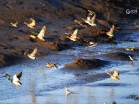 又见“老友”！青岛海滨湿地迎来“最美赏鸟季”