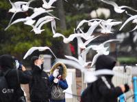 冬日栈桥：人鸥互动，镜头很“治愈”