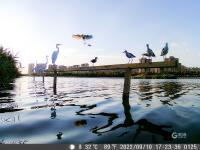 致敬！国际志愿者日：他们用爱守护湿地