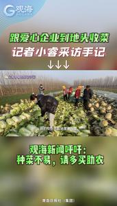 观海新闻记者小睿采访手记：跟爱心企业到地头收菜！种菜不易，请多买助农